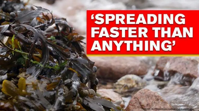 New species of seaweed threatens existence of protected coral reef near Hawaii New seaweed species threatens existence of coral reef near Hawaii