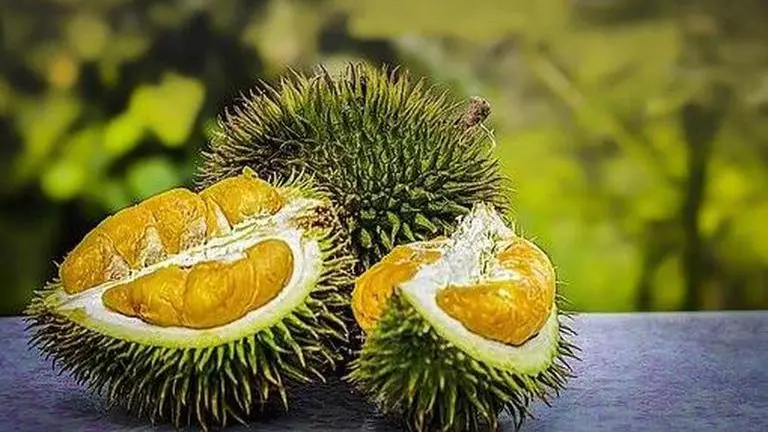 Foul smell from package stirs panic at German postoffice, cops find Durian fruit inside Durian fruit