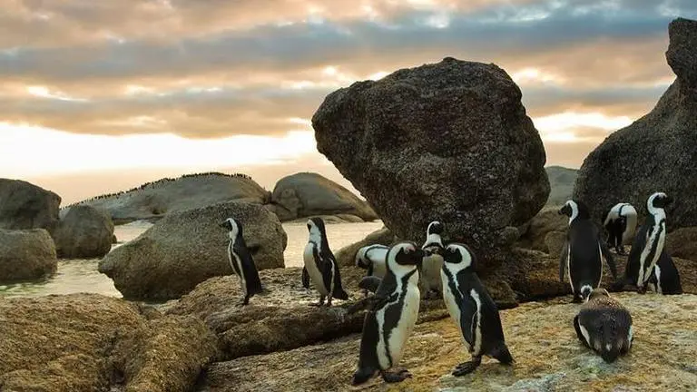South Africa: Researchers plan new colony to bolster penguin population