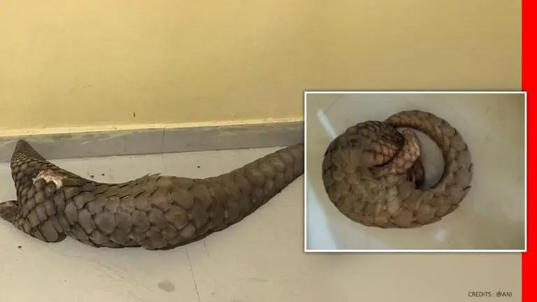 Chhattisgarh: Police arrest smuggler for possessing rare species of pangolin Chhattisgarh