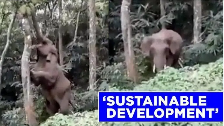 Video: Baby elephant climbs a tree to fetch jackfruit, netizens call it ‘awwdorable’ elephant