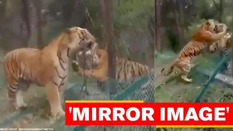 Rare clip of wild tiger fighting safari tiger in Karnataka breaks internet; watch video Tiger