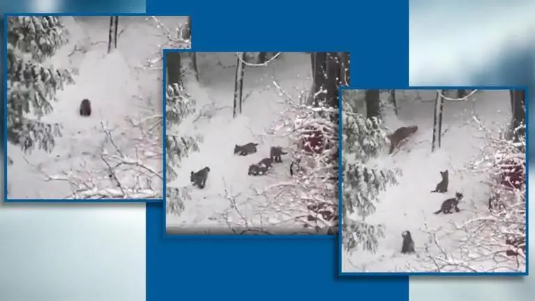 Adorable video of fox pups playing in snow becomes internet sensation Adorable