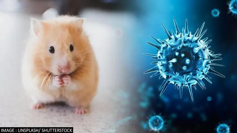 Hong Kong: Sneezing hamsters probably sparked COVID outbreak, says study Hong Kong