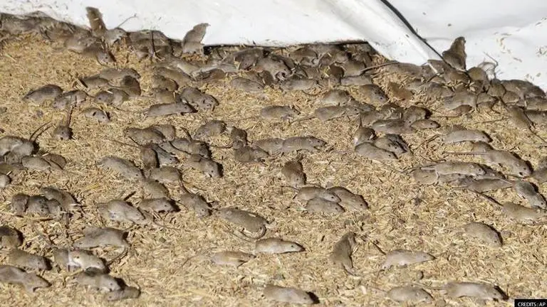 Australia mouse plague: Rodent poison used to eradicate plague affects native species Australia