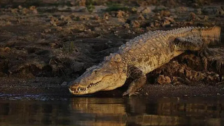 Crocodile population rises In Bhitarkanika National Park Crocodile population rises In Bhitarkanika National Park