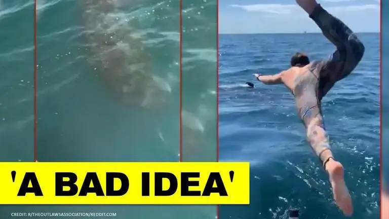 Swimmer jumps into ocean to touch basking shark, it turns out be great white | Watch Swimmer