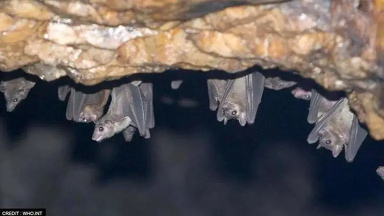 What is Marburg virus & what are symptoms of highly infectious case reported in Guinea? Marburg virus