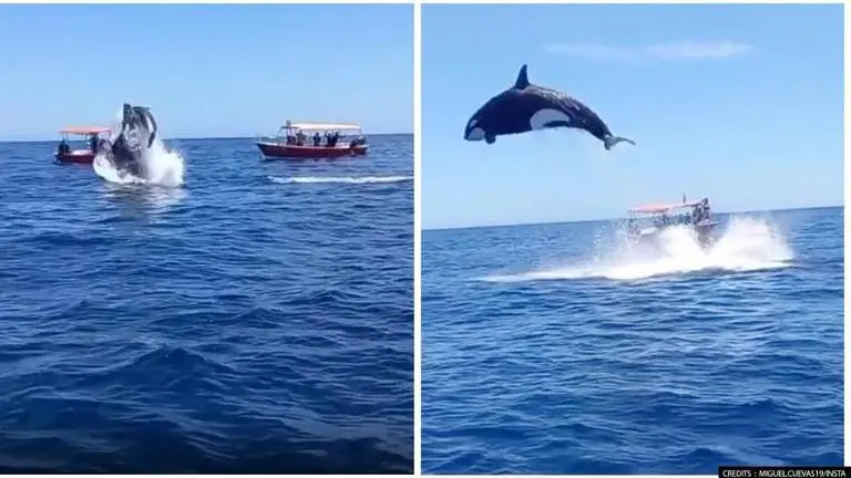Orca leaps out of water during dolphin hunt in Mexico, watch video Orca