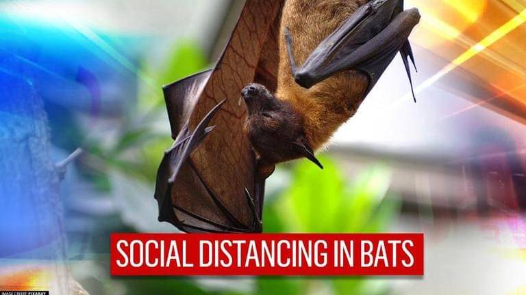 Vampire bats tend to practice social distancing when they fall sick ...