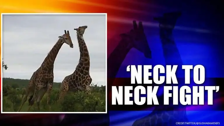 Video of two giraffes 'fighting neck to neck' wins internet, netizens say 'such grace' giraffes