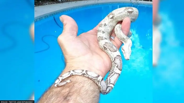 Modern day snakes evolved from ancestors who survived dinosaur-killing asteroids: Study snakes