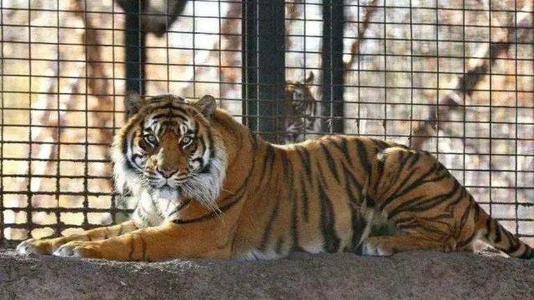 NTCA suspends tiger translocation programme in Odisha NTCA