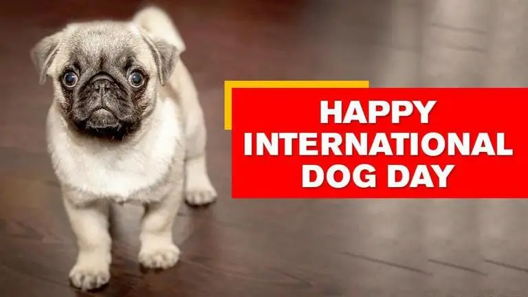 International Dog Day: Netizens share adorable pics with their 'furry friends' International Dog Day