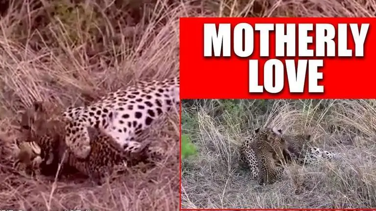 Video of mother Cheetah playing with her cubs surfaces, twitter users laud the bond
