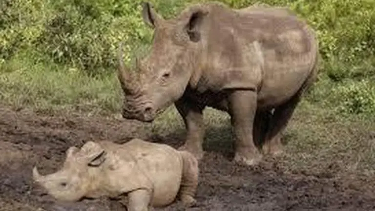 South Africa's rhino poaching drops during virus lockdown