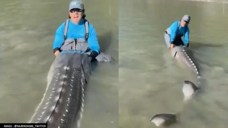 Canada: Fisherman catches gigantic 10.5-foot-long fish possibly over 100 years old Canada