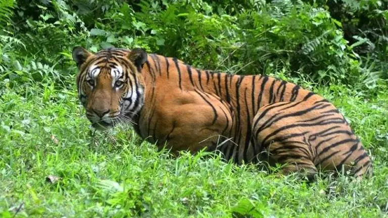 Bengal tiger