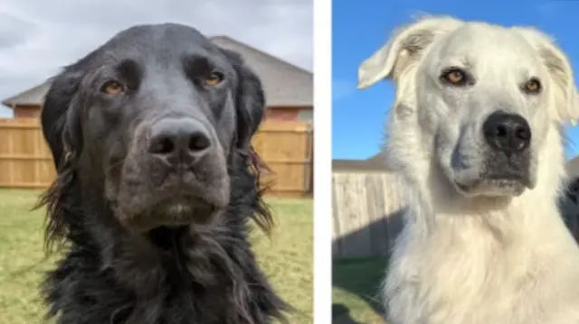 The black dog Buster was diagnosed with vitiligo