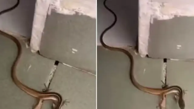 Real or AI Generated? 'Snake With Legs' Video Stuns Netizens | Watch This viral video crossed 1 million views