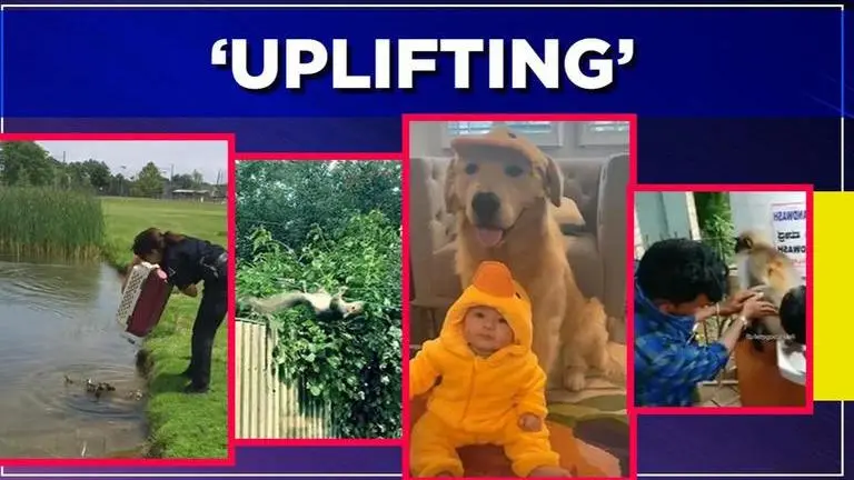 Good News: From dog babysitting kid to duck adopting ducklings, read 5 cheerful stories Good News