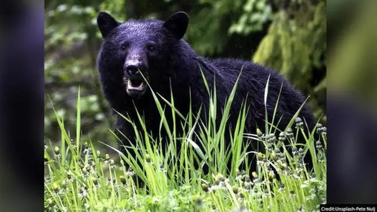 Bears with no fear of humans have fatal disease that swells their brain: Report (Image Credits: Unsplash/Pete-Nuij)