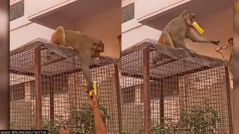 Man bargains with monkey to get his spectacles back, makes an offer it can't refuse Monkey viral video