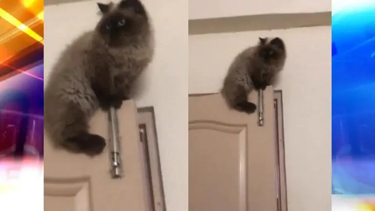 Himalayan cat sits on door top giving a 'distinguished gentleman' look; Netizens surprised Himalyan cat