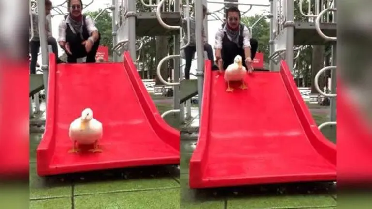 Duck named Wrinkle slides down a red slider, netizens heart-eye the viral video Happy duck