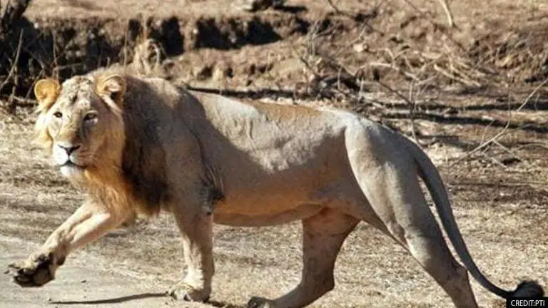 Lion at Etawah Safari Park tests COVID+ve days after 8 Asiatic lions contracted the virus PTI