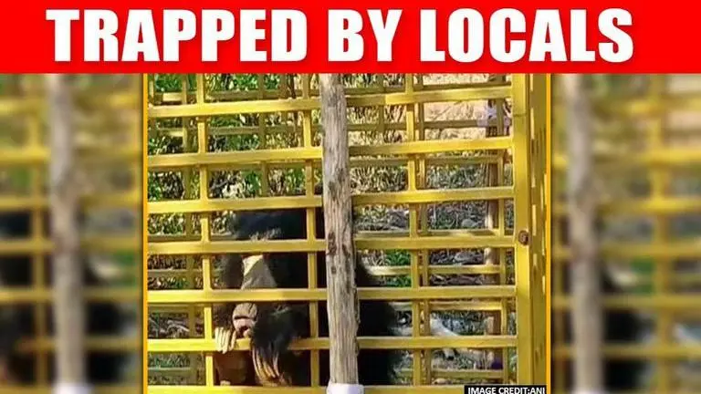 Sloth bear trapped in cage set up by Andhra locals; handed over to forest department Sloth Bear