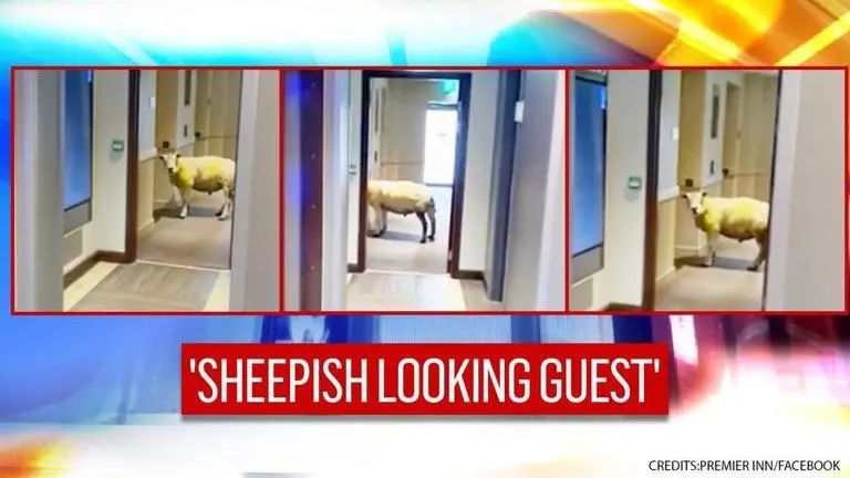 UK: ‘Sheepish looking guest’ enters hotel, video leaves netizens baffled UK