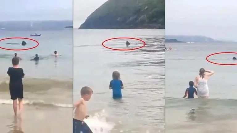 Two huge basking sharks swim among beachgoers in Ireland in heart-stopping viral video Sharks viral video
