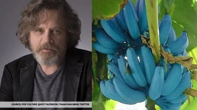 Mark Hamill FINALLY finds "true blue food"; netizens opine that it's fake Source: Pop Culture Quest Facebook/Tham Khai Meng Twitter