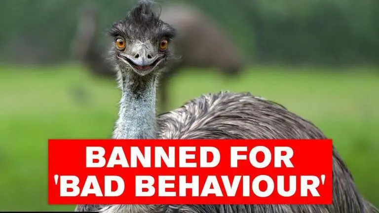 Australian restaurant bans local pair of emus for stealing food from guests Australia