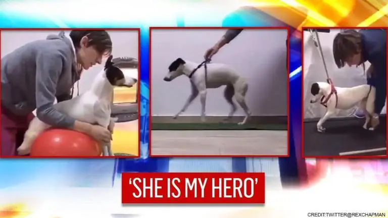 Video: Paralysed dog begins to walk again; watch her journey of recovery Paralysed Dog