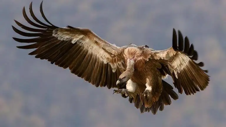 Two hawks from different species procreate rare hybrid bird, leaves researchers stunned