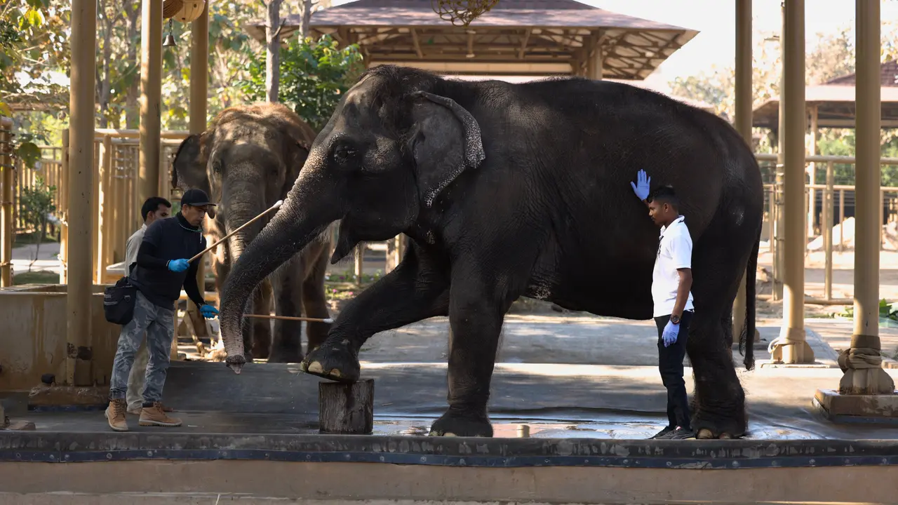 Reliance Foundation announces new animal welfare initiative 'Vantara'