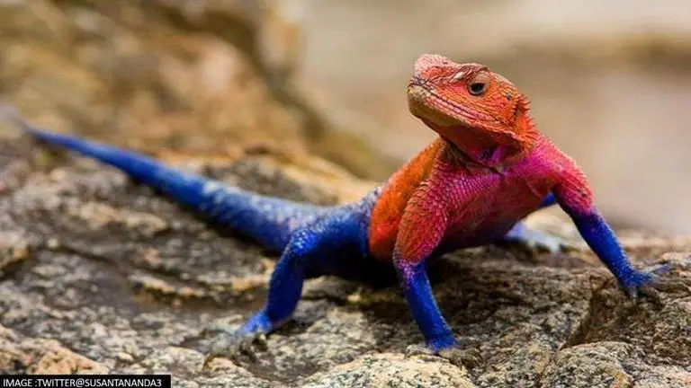 Spiderman is that you?: Picture of chameleon looking like the superhero goes viral Chameleon
