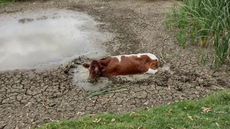 Cow rescued twice in 24 hours, first from Sydney shopping centre and then from a mud pit Sydney shopping centre