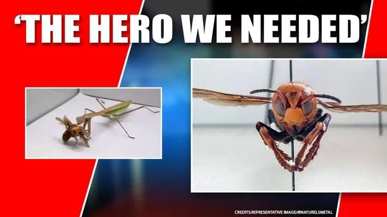 Praying Mantis devours Murder Hornet in tense video; nervous netizens hail 'unlikely hero' Murder Hornets