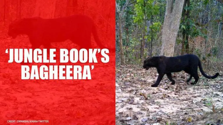 Chhattisgarh: Rare black panther spotted after 7 years, netizens recall 'Bagheera' Chhattisgarh