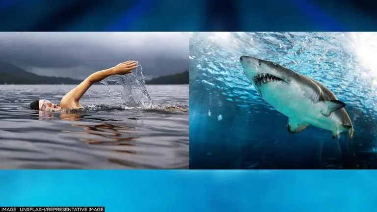 Sydney shark attack victim's family mourns tragedy; 'Simon was a gentle human being' UK