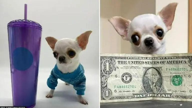 World's shortest dog - Pearl