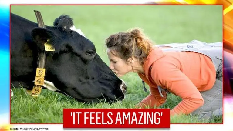 Koe Knuffelen therapy: All you need to know about the new cow hugging wellness trend koe knuffelen