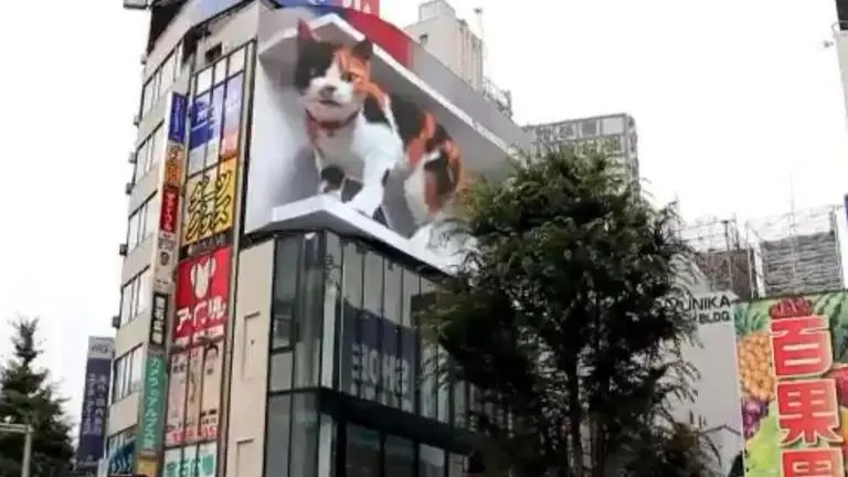 Tokyo Giant Cat has taken over the internet, Check out video Tokyo
