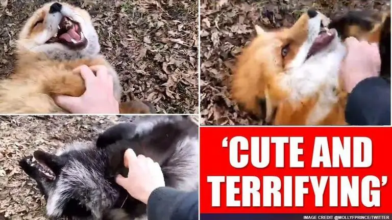 Video of foxes laughing takes internet by storm, netizens say 'cuteness is off the charts' foxes laughing