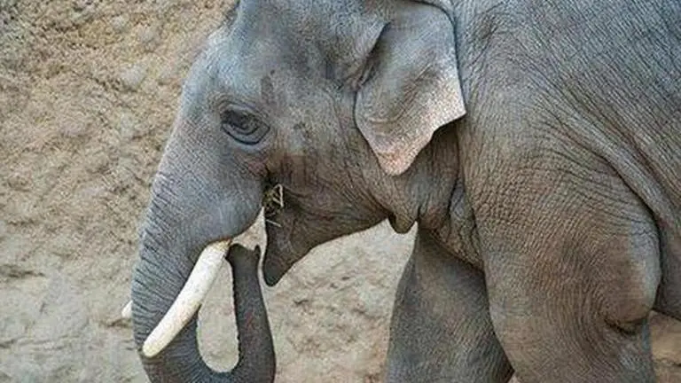 Odisha to set up wildlife veterinary hospital in Chandaka forest to protect elephants Odisha