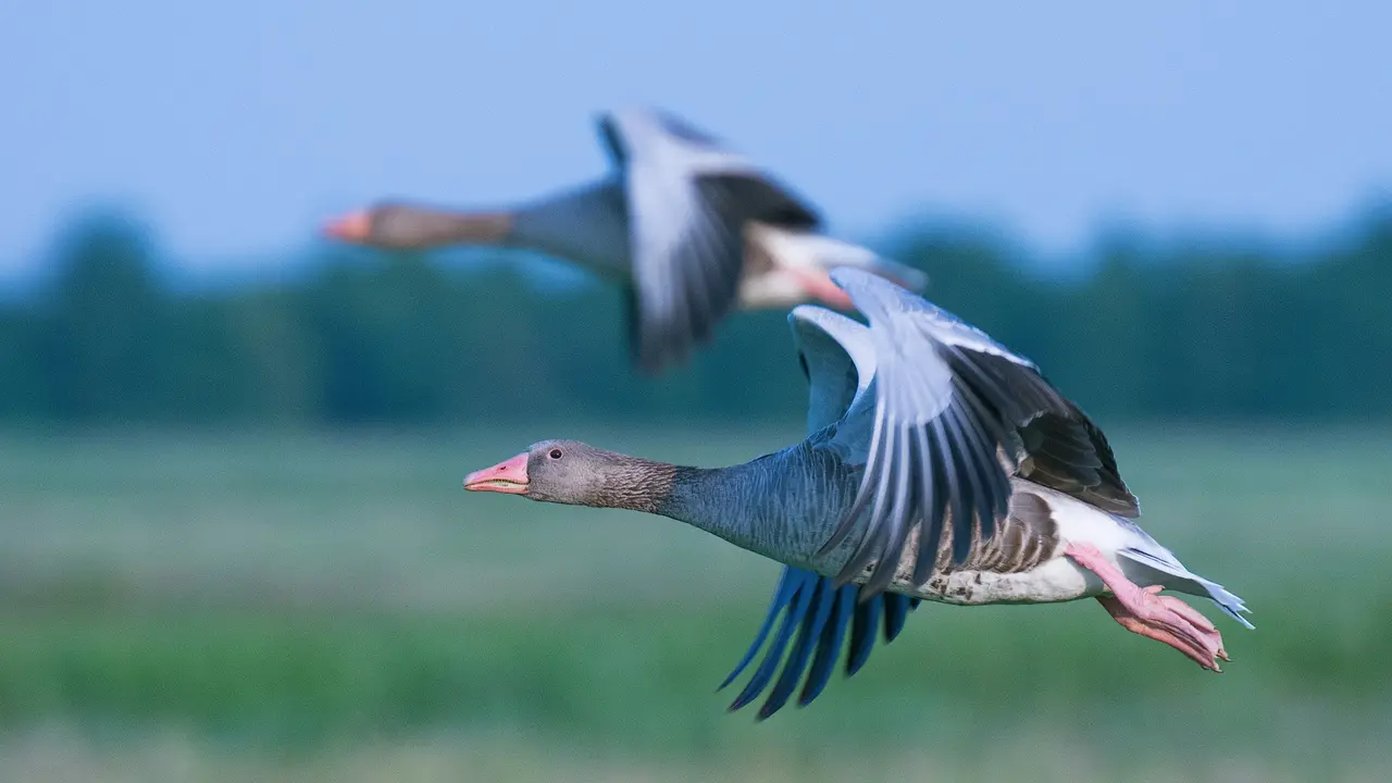 World Migratory Bird Day 2024: Avian Species That Migrate To India World Migratory Bird Day