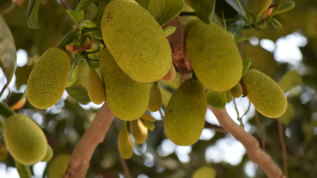 Veganuary 2024: What Is Jackfruit - Health Benefits And More